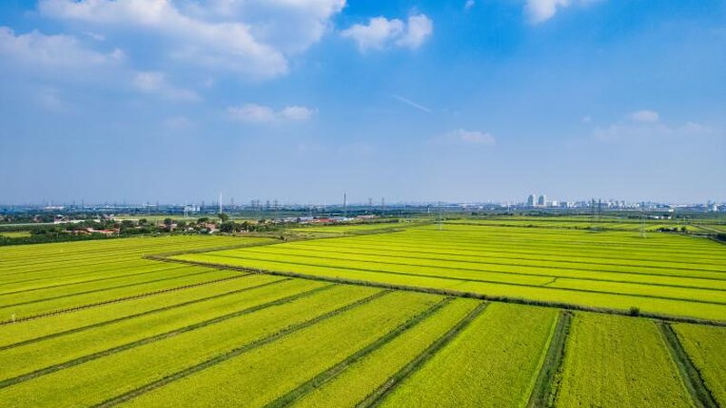 江西脐橙种植基地，如何挑选合适的代理？**