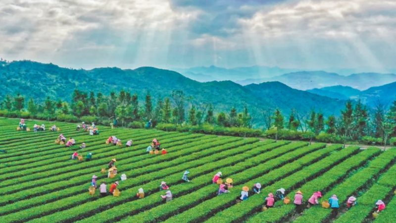云南山地农业项目探秘：因地制宜，绿色发展**