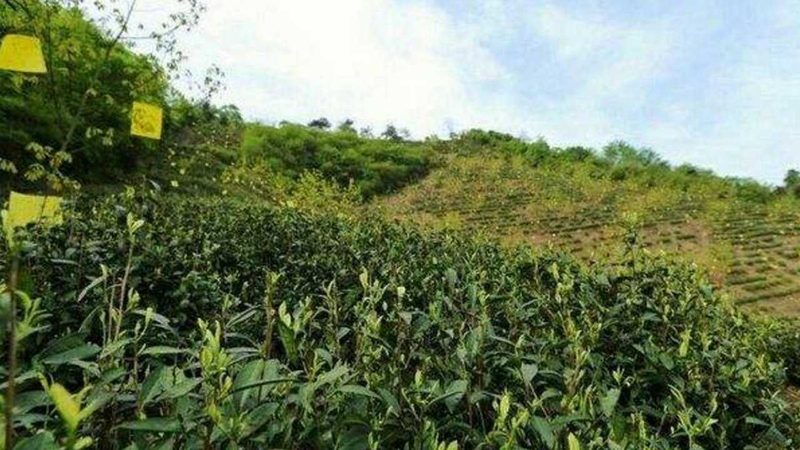 露天水果防病药剂厂家