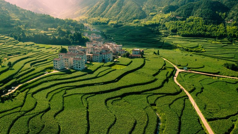 盐碱地变良田：揭秘提高盐碱地粮食产量的关键策略