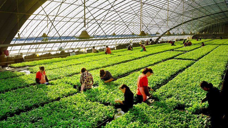 农业种植技术学习的路径与关键步骤