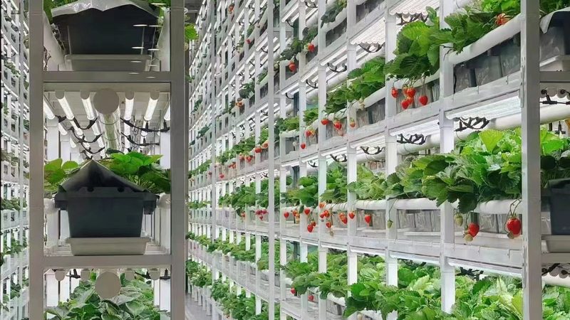 食堂食材配送加盟，先看清这五个硬门槛